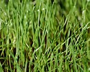 Tamaño de Resultado de imágenes de Rye Grass.: 131 x 104. Fuente: www.thespruce.com