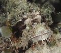 Image result for "aonides Oxycephala". Size: 120 x 104. Source: www.notroublesjustbubbles.com