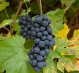 Afbeeldingsresultaten voor Blauwe druif. Grootte: 112 x 104. Bron: www.biologischefruitplanten.nl