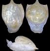 Image result for "cavolinia tridentata Danae". Size: 102 x 104. Source: jaxshells.org