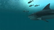 Biletresultat for Shark Moving Screensavers. Storleik: 185 x 104. Kjelde: wallpaperaccess.com
