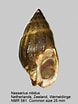 Image result for "nassarius Nitidus". Size: 78 x 104. Source: www.marinespecies.org
