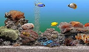 Image result for Vista Screensaver Fish Tank. Size: 177 x 104. Source: starlauhi.exblog.jp