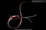 Image result for Nemichthys curvirostris Anatomie. Size: 157 x 104. Source: www.naturepl.com