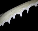 Afbeeldingsresultaten voor "carcharhinus Macloti". Grootte: 128 x 104. Bron: shark-references.com