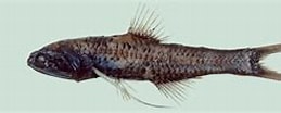 Image result for "lampanyctus Pusillus". Size: 259 x 72. Source: fishesofaustralia.net.au