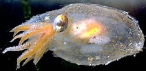 Image result for Bolitaenidae. Size: 212 x 104. Source: tolweb.org