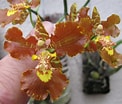 Image result for "vannuccia Forbesii". Size: 122 x 104. Source: www.flickriver.com