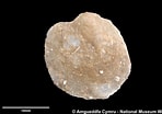 Image result for "heteranomia Squamula". Size: 148 x 104. Source: naturalhistory.museumwales.ac.uk
