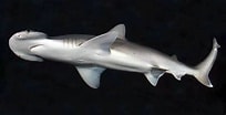Image result for Shark round Head. Size: 204 x 104. Source: hasanjasim.online