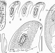 Afbeeldingsresultaten voor "trochilia Sigmoides". Grootte: 108 x 104. Bron: www.researchgate.net