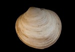 Image result for "diplodonta Rotundata". Size: 150 x 104. Source: www.habitas.org.uk