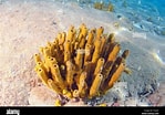 Image result for "rissoa Porifera". Size: 149 x 104. Source: www.alamy.it