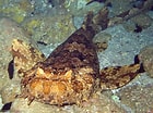 Image result for Orectolobus ornatus. Size: 140 x 104. Source: www.flickr.com