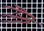 Pterogorgia guadalupensis Geslacht എന്നതിനുള്ള ഇമേജ് ഫലം. വലിപ്പം: 144 x 104. ഉറവിടം: www.coral.zone
