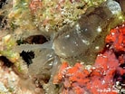 Image result for "opheodesoma Grisea". Size: 138 x 104. Source: www.underwaterkwaj.com