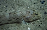 Image result for "mesogobius Batrachocephalus". Size: 163 x 104. Source: stock.adobe.com