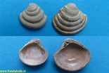 Afbeeldingsresultaten voor "clausinella Fasciata". Grootte: 155 x 104. Bron: www.fossilshells.nl