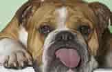 Engelsk Bulldog కోసం చిత్ర ఫలితం. పరిమాణం: 163 x 104. మూలం: mydoggy.rocks