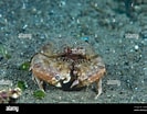 Image result for "calappa Capellonis". Size: 133 x 104. Source: www.alamy.com