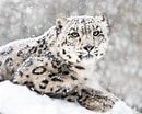 Résultat d’image pour Snow Leopards. Taille: 130 x 104. Source: www.goodnet.org