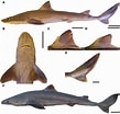 Image result for Squaliformes. Size: 109 x 104. Source: zse.pensoft.net