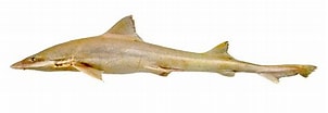 Image result for "mustelus Higmani". Size: 302 x 104. Source: www.sharkwater.com