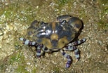Image result for "lydia Annulipes". Size: 154 x 104. Source: ffish.asia