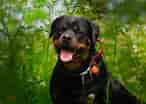 Image result for Rottweiler. Size: 146 x 104. Source: www.mastiffweb.com