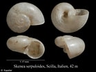 Image result for "skenea Serpuloides". Size: 139 x 104. Source: www.marinespecies.org