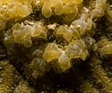 Image result for "diploria Clivosa". Size: 125 x 104. Source: coralmorphologic.com