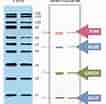 Western Blot Ladder 的图像结果.大小：106 x 104。 资料来源：www.lubio.ch