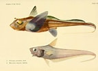 Image result for "hydrolagus Mirabilis". Size: 143 x 104. Source: www.pinterest.com