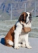 Bilderesultat for Bernhard dog. Størrelse: 75 x 104. Kilde: de.dreamstime.com