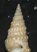 Image result for "oenopota Turricula". Size: 74 x 104. Source: www.alamy.com