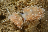 Image result for "facelina Bostoniensis". Size: 153 x 104. Source: www.britishmarinelifepictures.co.uk