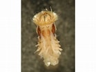 Image result for "sabellaria Spinulosa". Size: 139 x 104. Source: www.marlin.ac.uk