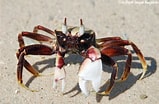 Image result for Ocypode Crab. Size: 159 x 104. Source: underwaterkwaj.com