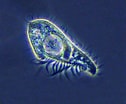 Image result for "litonotus Fasciola". Size: 126 x 104. Source: www.mikroskopie-forum.de