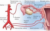 Image result for Vaginal Artery. Size: 166 x 104. Source: healthjade.com