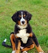 Bilderesultat for Berner Sennenhund. Størrelse: 95 x 104. Kilde: creativemarket.com
