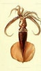Image result for Mastigoteuthis Anatomie. Size: 60 x 104. Source: alchetron.com