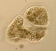 Image result for "Protocystis Swirei". Size: 113 x 104. Source: www.inaturalist.org