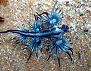 Image result for "Glaucus Atlanticus". Size: 133 x 104. Source: subscribe.ru