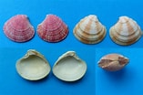 Image result for "clausinella Fasciata". Size: 157 x 104. Source: www.fossilshells.nl