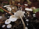 Image result for "lovenella Cirrata". Size: 139 x 104. Source: ultimate-mushroom.com