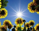 Résultat d’image pour Rayon de soleil sur Fleur. Taille: 130 x 104. Source: telegra.ph