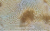 Image result for Leptoria Anatomie. Size: 168 x 104. Source: www.marinelifephotography.com