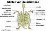 Image result for kamster Soort Anatomie. Size: 153 x 104. Source: www.pinterest.com