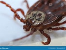 Image result for "pulcratis Reticulatus". Size: 136 x 104. Source: www.dreamstime.com